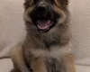 German Shepherd (Alsatian)