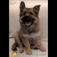 German Shepherd (Alsatian)