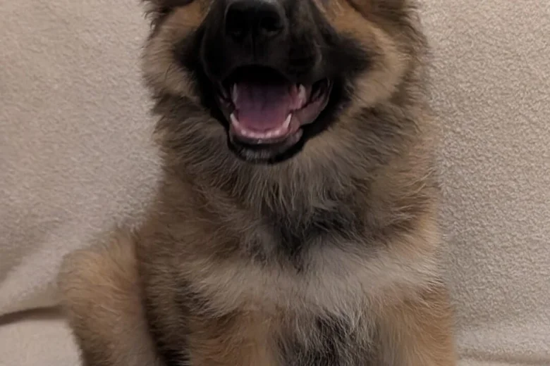 German Shepherd (Alsatian)