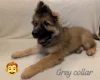 German Shepherd (Alsatian)