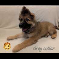 German Shepherd (Alsatian)