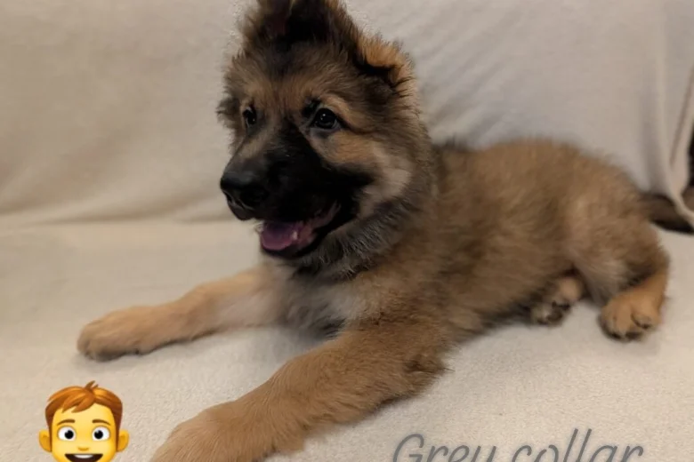 German Shepherd (Alsatian)