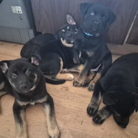 German Shepherd (Alsatian)