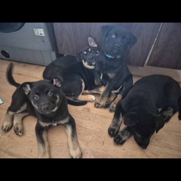 German Shepherd (Alsatian)