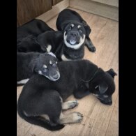 German Shepherd (Alsatian)