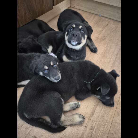 German Shepherd (Alsatian)