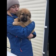 German Shepherd (Alsatian)