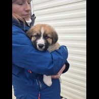 German Shepherd (Alsatian)