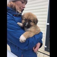 German Shepherd (Alsatian)