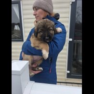 German Shepherd (Alsatian)