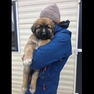 German Shepherd (Alsatian)