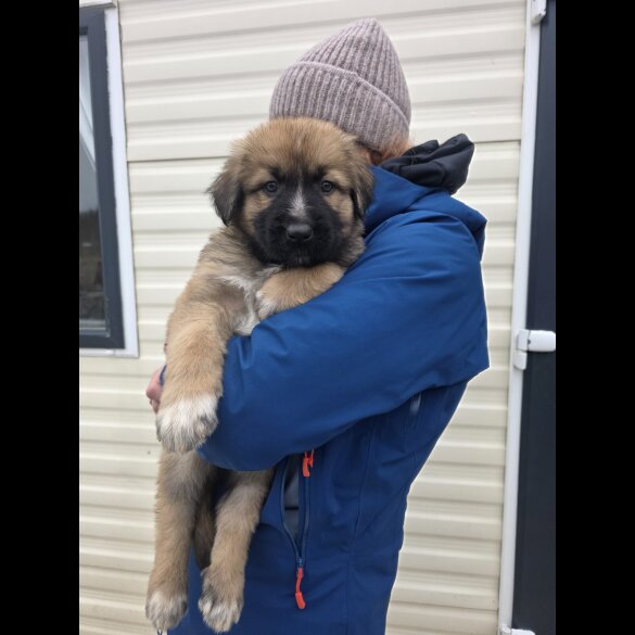 German Shepherd (Alsatian)