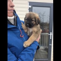 German Shepherd (Alsatian)