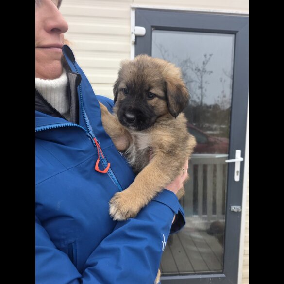 German Shepherd (Alsatian)