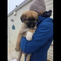 German Shepherd (Alsatian)