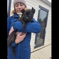 German Shepherd (Alsatian)