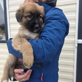 German Shepherd (Alsatian)