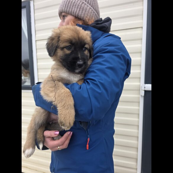 German Shepherd (Alsatian)