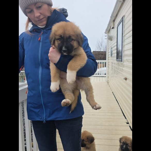 German Shepherd (Alsatian)