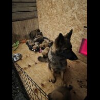 German Shepherd (Alsatian)