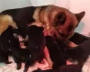 German Shepherd (Alsatian)