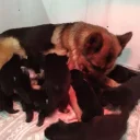 German Shepherd (Alsatian)