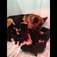 German Shepherd (Alsatian)