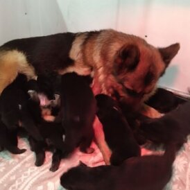 German Shepherd (Alsatian)