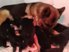 German Shepherd (Alsatian)