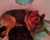German Shepherd (Alsatian)
