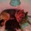 German Shepherd (Alsatian)