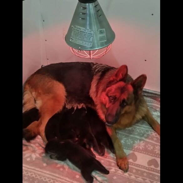 German Shepherd (Alsatian)