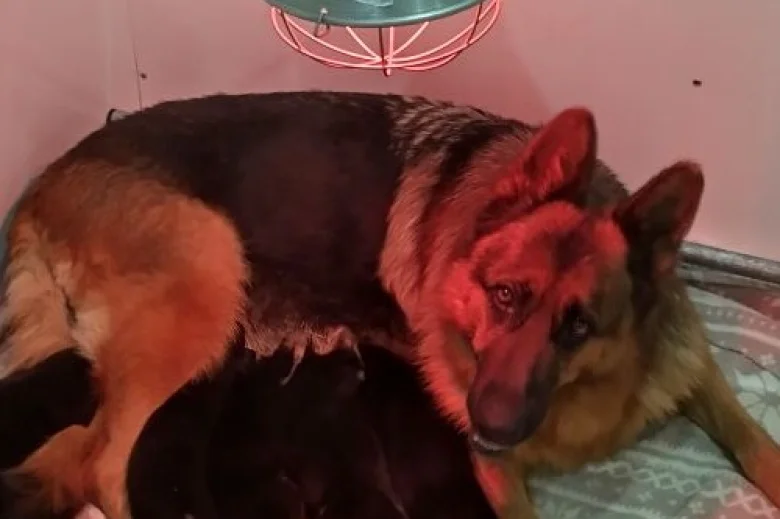 German Shepherd (Alsatian)