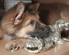 German Shepherd (Alsatian)