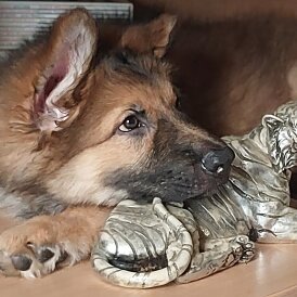 German Shepherd (Alsatian)