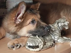 German Shepherd (Alsatian)