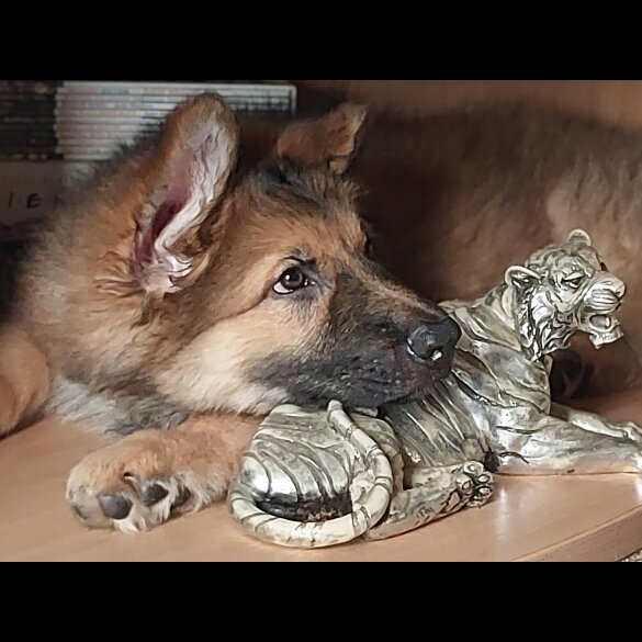 German Shepherd (Alsatian)