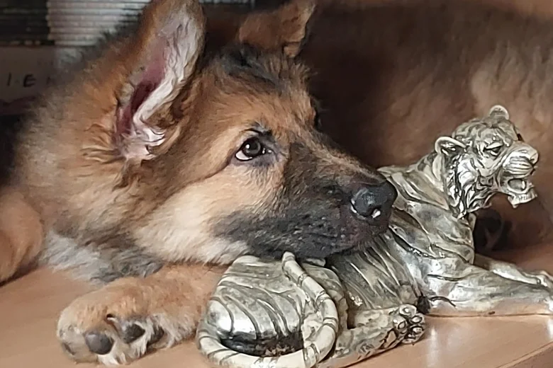 German Shepherd (Alsatian)