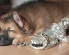 German Shepherd (Alsatian)