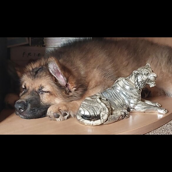 German Shepherd (Alsatian)