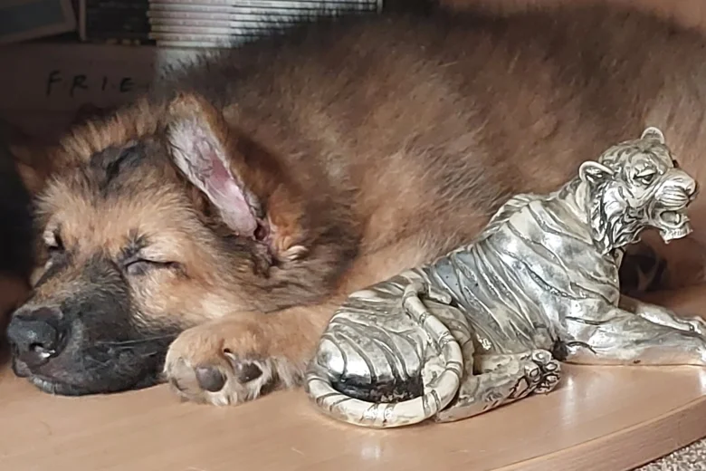 German Shepherd (Alsatian)
