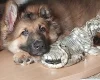 German Shepherd (Alsatian)