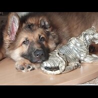 German Shepherd (Alsatian)