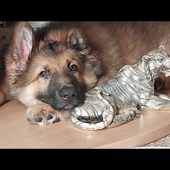 German Shepherd (Alsatian)