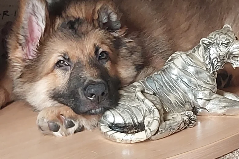 German Shepherd (Alsatian)
