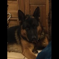 German Shepherd (Alsatian)