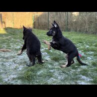 German Shepherd (Alsatian)