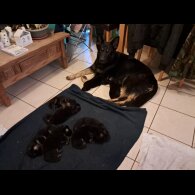 German Shepherd (Alsatian)