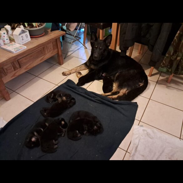 German Shepherd (Alsatian)