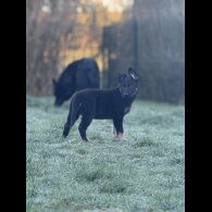 German Shepherd (Alsatian)